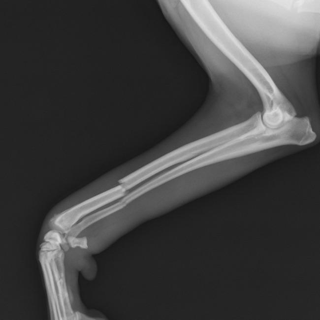 Diagnostic Imaging at Heritage Veterinary Care 
